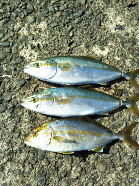 阿南市の淡島突堤でツバスとシオ