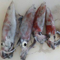 大混雑の中なんとかケンサキ釣れました！