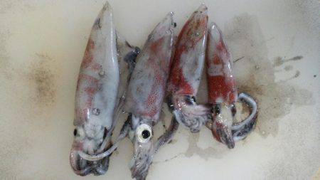 大混雑の中なんとかケンサキ釣れました！