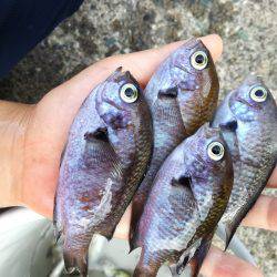 海の幸たくさん