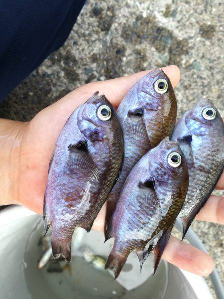 海の幸たくさん