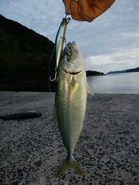 シーバッシング 穴釣り