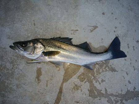 ロックとトップ