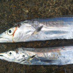 阿南市の辰巳でタチウオとシオ