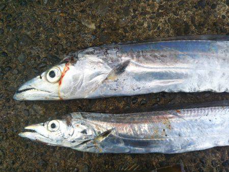 阿南市の辰巳でタチウオとシオ