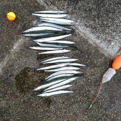 えんぴつサヨリ