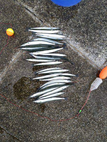 えんぴつサヨリ