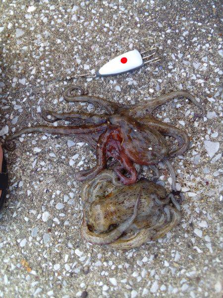 とにかく暑かった❗