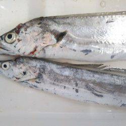 阿南市の椿泊でタチウオと小アジ