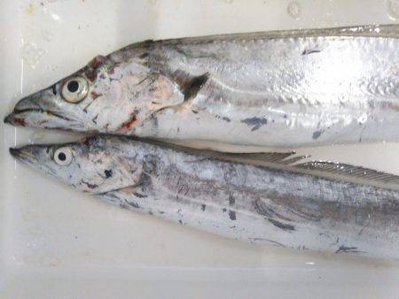 阿南市の椿泊でタチウオと小アジ