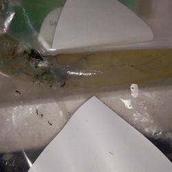 ケンサキサイズup！