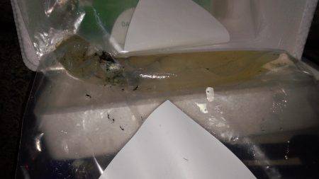 ケンサキサイズup！