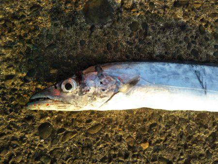 阿南市の辰巳でタチウオ