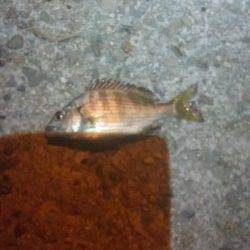 カモメ大橋にて…