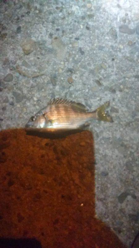 カモメ大橋にて…