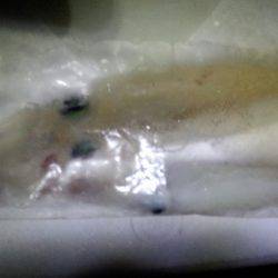 太刀魚が邪魔して！