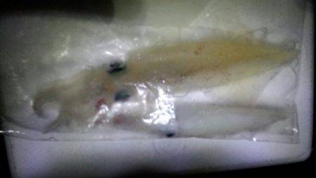 太刀魚が邪魔して！