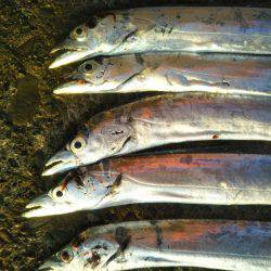 阿南市の辰巳でタチウオ