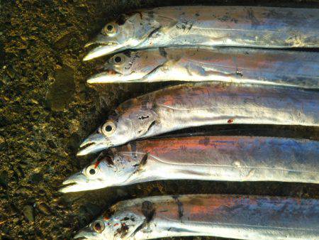 阿南市の辰巳でタチウオ