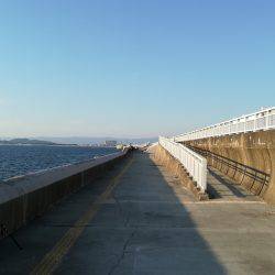 アイゴ釣れました！