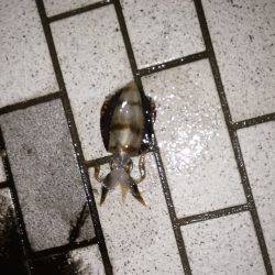 アオリイカ調査