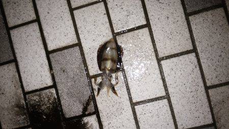 アオリイカ調査