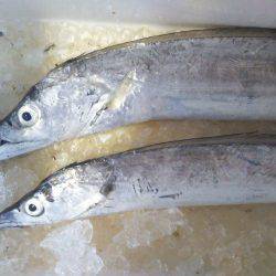 阿南市の椿泊でタチウオと小アジ