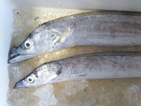 阿南市の椿泊でタチウオと小アジ