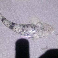 激熱!河芸サーフ