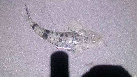 激熱!河芸サーフ