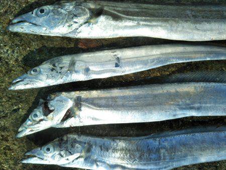 阿南市の椿泊でタチウオと小アジ