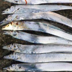 阿南市の中浦緑地公園でタチウオ