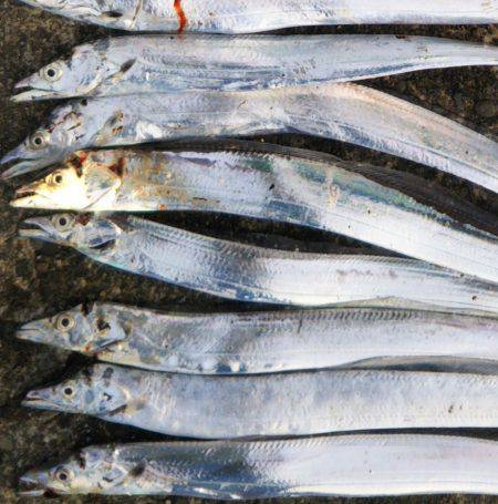 阿南市の中浦緑地公園でタチウオ