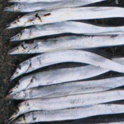 阿南市の中浦緑地公園でタチウオ