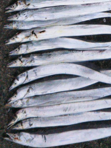 阿南市の中浦緑地公園でタチウオ