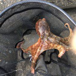 マイポイントでのオクトパッシング