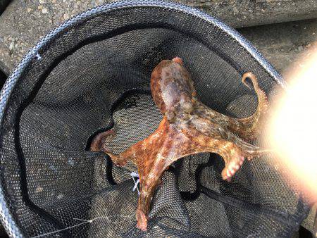 マイポイントでのオクトパッシング