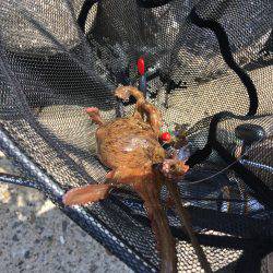 デイオクトパッシング