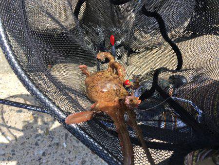 デイオクトパッシング