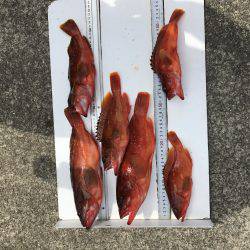 またまたロックフィッシュ