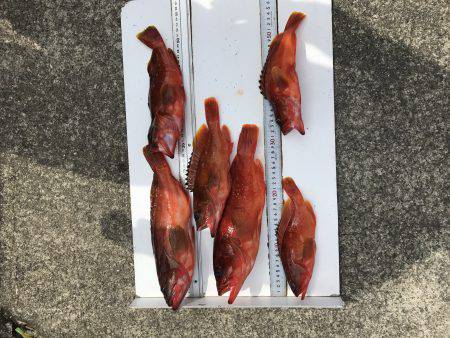 またまたロックフィッシュ