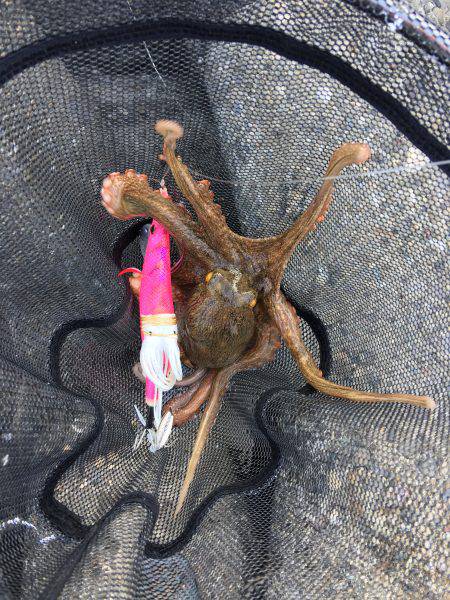 デイオクトパッシング2