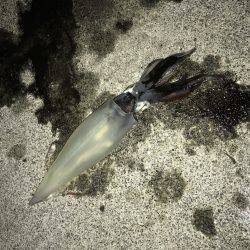 ケンサキイカ！！！