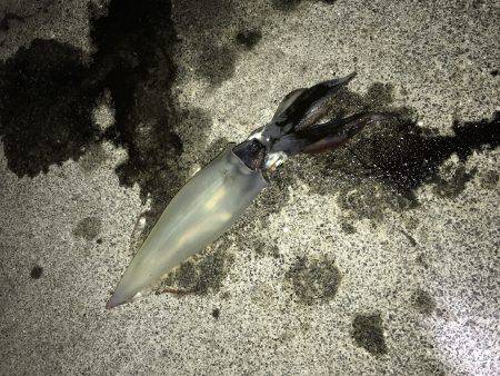 ケンサキイカ！！！