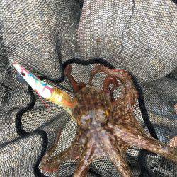 早朝オクトパッシング