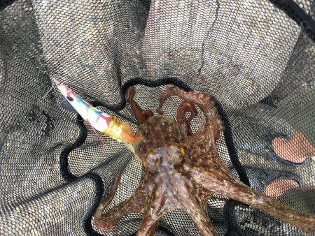 早朝オクトパッシング