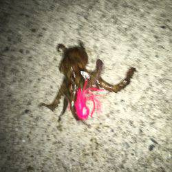 タチウオ調査&オクトパッシング