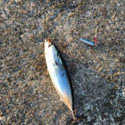 一文字でショアジギング