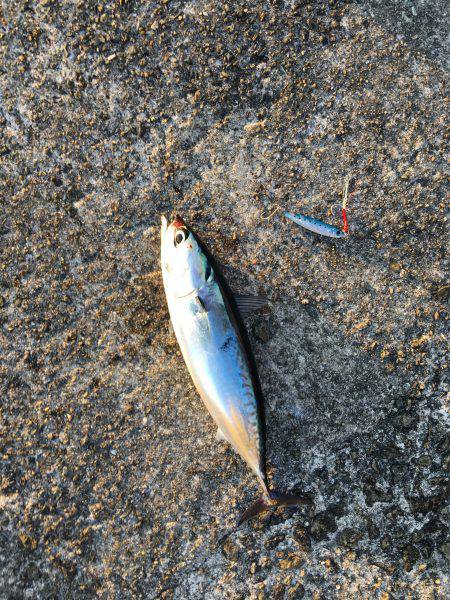 一文字でショアジギング