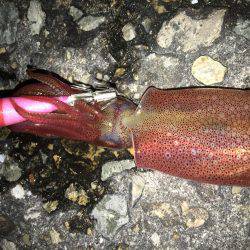 ライトエギング